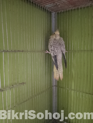 cinnamon pearl cockatiel